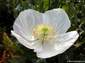 fondos de foto de flor de amapola blanca hasta 2560x1920